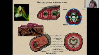 покровы тела