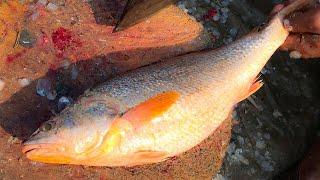 Croakers Pama Fish Cutting, Expert Fisherman Cutting Poa Fish At Village Fish Market