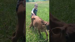 A boy and his cow #homesteading #familyfarm #farm