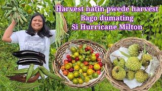 Harvest Bago Hurricane Milton