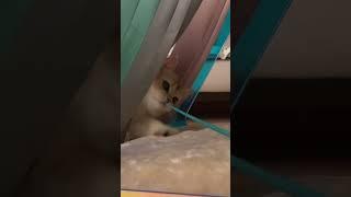 빼꼼(ФωФ)#오늘리뷰 #세븐펫 #오로라하우스 #냥펀치 #빼꼼 #고양이 #강아지 #home #house #오로라