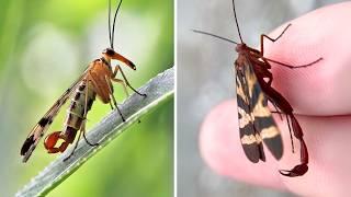 Scorpionfly  A Fly With a Scorpion’s Tail?!