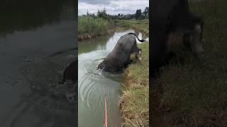 buffalobull in deep water #shorts #buffalovideo #buffalo #trending #shortsfeed #indiatopindia