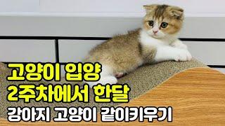 2주부터 4주까지의 육묘일기 ! 고양이 강아지 같이 키우기! 강아지 고양이 합사