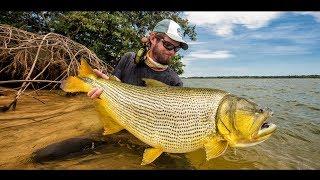 Fly Fishing For Golden Dorado In Argentina - Suinda Lodge