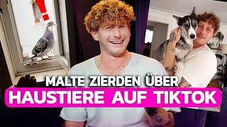 Das Problem mit HAUSTIEREN auf TikTok