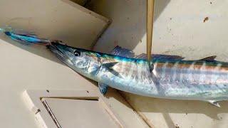 02/11/20 Fishing Report: Sailfish, Wahoo, Tuna, Kingfish Off Delray Beach