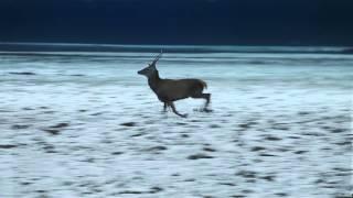 Slow Motion Night Footage of Adult Male Deer Running