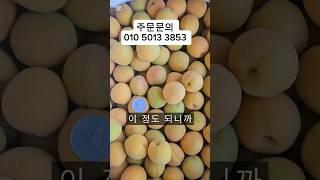 극가성비  토종살구 5키로 단돈2만원 빨리가져가세요#살구#토종살구#제철과일#햇과류