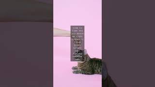 Whisker Wonders The Feline PhenomenonAs we all know cats are notorious for their...