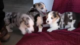 Pembroke Welsh Corgi Mix Puppies For Sale