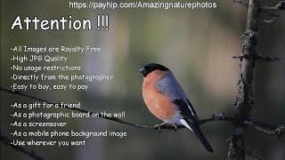 Amazing Nature Photos - Royalty Free - High JPG Quality-No Limit to Use - Growing Collection