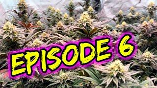 RIGGING AC INFINITY KIT & ORGANIC CHEDDAR CHEEZE FLOWERING UPDATE | GROW & JOE: EPISODE 6