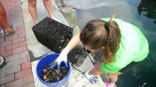 Healthy Harbor Oyster Partnership