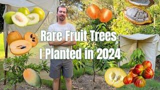 My Favorite Rare Fruit Trees Planted in 2024 + How They're Doing After the Hot Arizona Summer