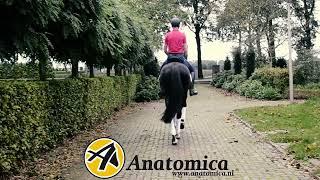 Anatomica saddles explained - Our Saddlery x Theo Hanzon