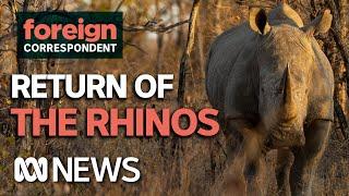 Rhinos Have Been Brought Back From the Brink of Extinction in Zimbabwe | Foreign Correspondent