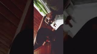 barzaglis freestyle