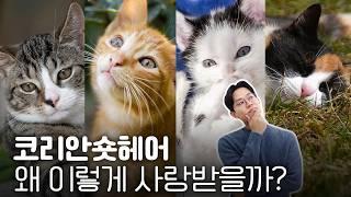 20분 순삭! 코숏을 키우고 있다면 꼭 알아야 할 충격적인 사실