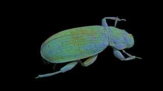 3D-Micro-CT anatomical study of the tiny aquatic beetle (Insecta: Coleoptera) Hydraena exasperata
