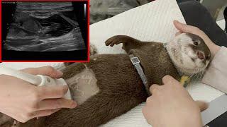 The otter Mocha did an ultrasound, and...She's pregnant!