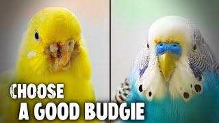 5 Tips to Choose a Good Budgie from The Pet Store