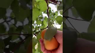 Apricot harvesting / Apricot - apricot season #Apricot fruit #Apricotseason #Shorts #Lincooking