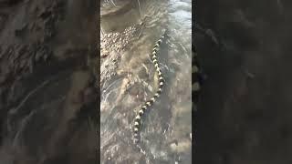 "Banded Krait Gliding Through Water – A Fascinating Sight"