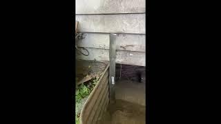 Natural Rodent Removal And Prevention Bellingham WA - Parker Eco Pest Control