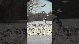 cage rage Outdoors snow geese