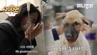 7시간 만에 얼굴이 망가진 채 돌아온 강아지.. 자신을 보살펴주던 사람의 목소리가 들리자ㅣDog Has His Face Bone Broken By A Human