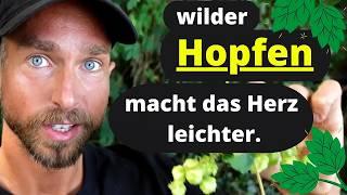 Wilder Hopfen bei Unruhe, Angst, Schlafstörungen und mehr. 3 Teerezepte und Wirkung im Video