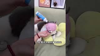 猫咪防咬头套，有了它随便给猫剪指甲啦 新手养猫 防咬嘴套 宠物用品