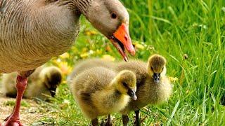 Small Furry Baby Ducks! 