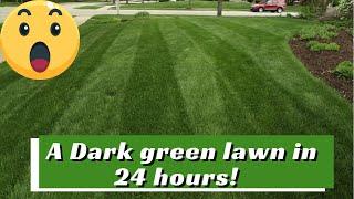 How to get a DARK GREEN lawn, 24 hour results!!