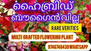 ഹൈബ്രിഡ് ബൗഗൈൻ വില്ല rare verieties  9746748430