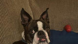 Pop Up Live! Calvin The Boston Terrierist! is live!