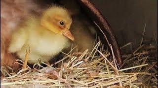 Saving The Last Baby Duck