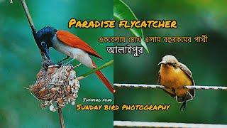 Nadia Village Bird Photography / Paradise Flycatchers, Sunbird