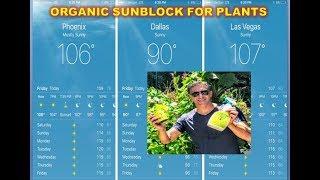 ORGANIC SUNBLOCK FOR PLANTS & FRUIT TREES | READY-TO-USE SPRAY & CONCENTRATE | IV ORGANIC 3-IN-1