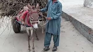 My Rural Events, pakistan village life, pakistan, Village life, rural life, pakistan HD vedio