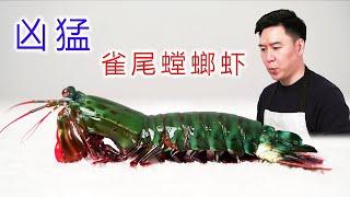 Sparrow-tailed mantis shrimp, its attack speed is comparable to bullets, a bit afraid to speak