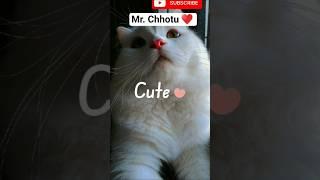 Mr.chhotu  cuteness  #studywithmeandmycat #cute #cutepet