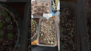 Lithops anyone? | CSSSA Spring Show and Sale 2022 #lithops