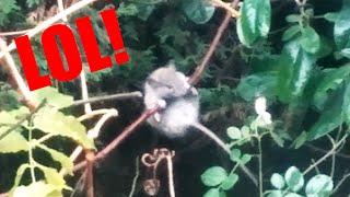 Rat Trapeze Fail!