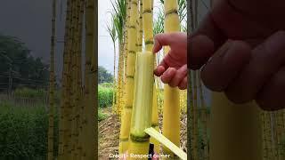 Amazing Sugarcane farming in china  #farming #sugarcane #हिंदीfacts