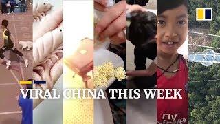 Viral China this week: stray dog 'Little White' joins race, and more