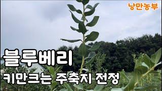 키만 계속크는 주축지는 어떻게 관리해야 할까요?