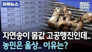 [자막뉴스] 자연송이 높은 몸값에도 농민은 울상.. 이유는? / 20230524