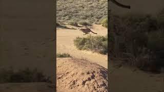 A Cheetah Hunting a Prey Viewed from a Far Distance during a Safari